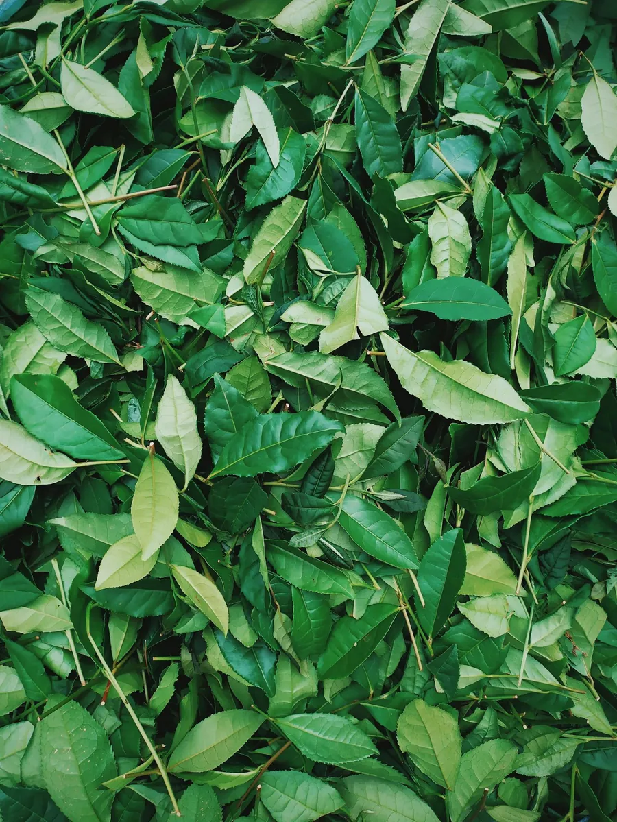 Green Tea