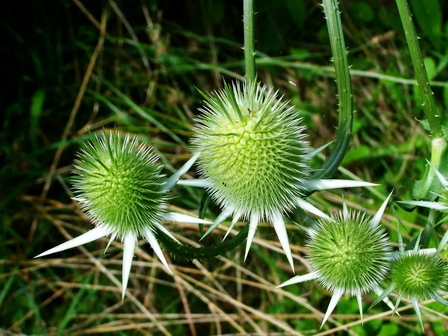 Milk Thistle