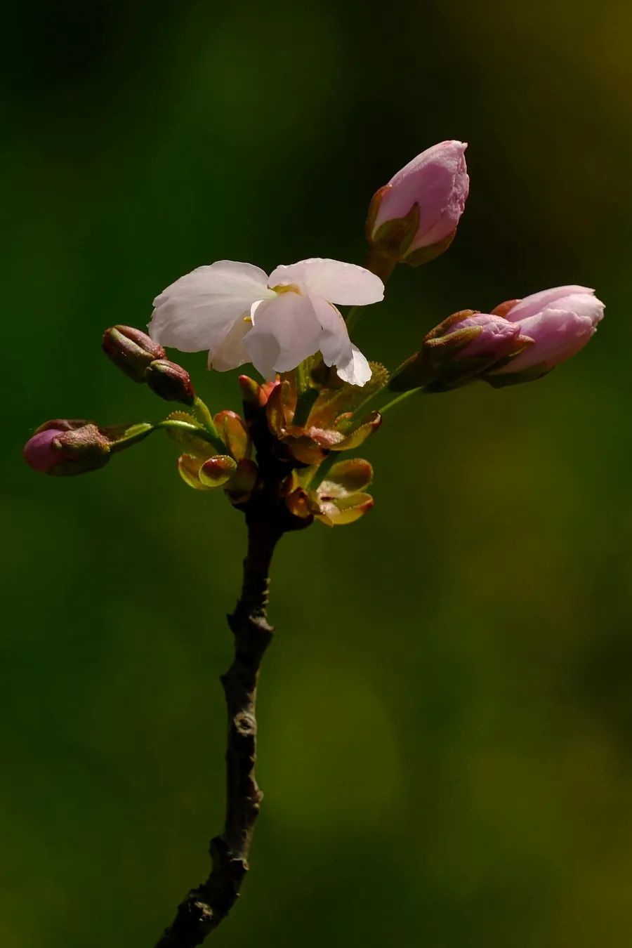 Sakura Extract